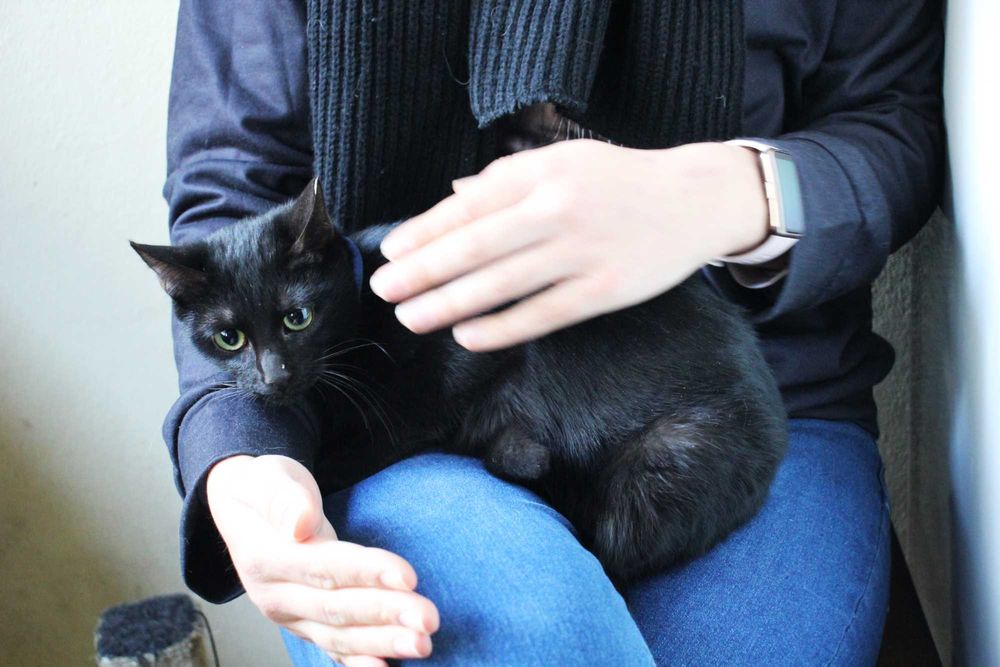 ESTERILIZADA | Gata juvenil disponível para adoção responsável