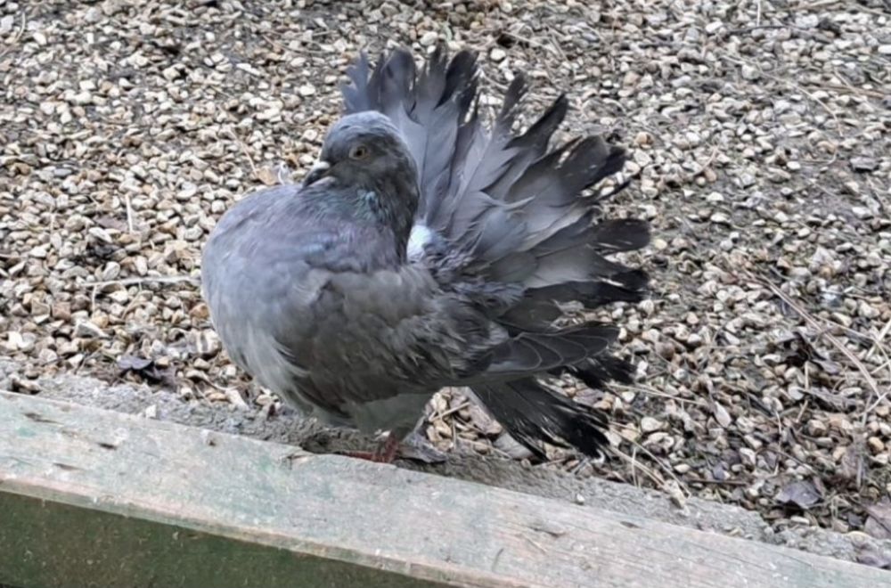 GOŁĘBIE różne rasy