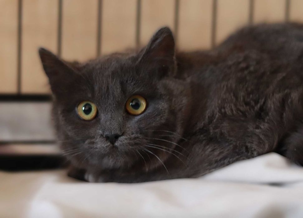 Метис британця у добрі руки