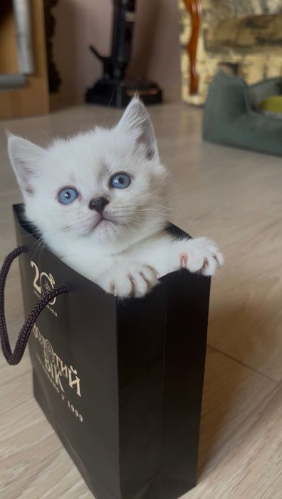 Шотландський котик “blue point” кот кошеня кіт білий котик