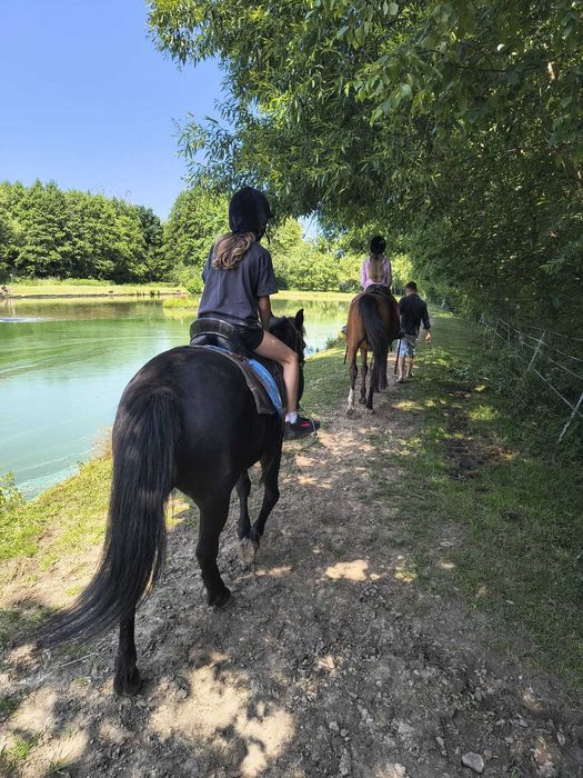 Klacz huculska do rekreacji