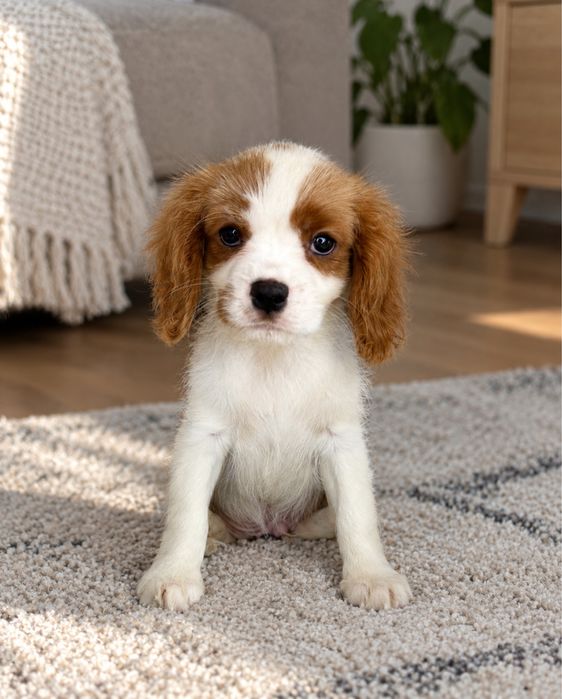 „DANTE” piesek Cavalier King Charles Spaniel BLENHEIM