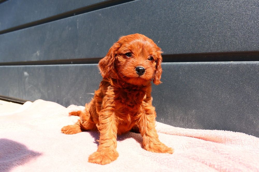 Cudna dziewczynka Cavapoo