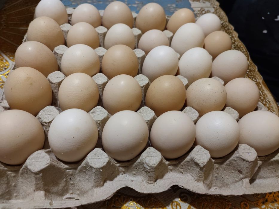 Sprzedam jajka wiejskie
