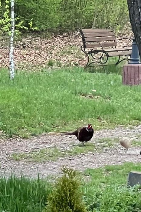 Оренда будинку в 2 км від Чернівців посеред ландшафтного дубового гаю