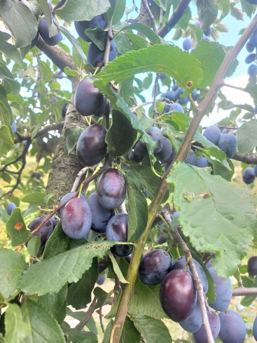 Śliwka węgierka zwykła od producenta paczka 10kg wysyłka Inpost

Zapraszamy do zakupu poprzez olx