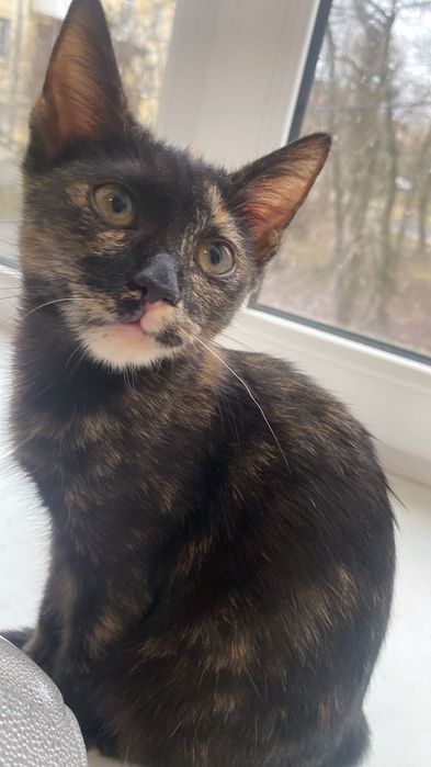 Кошеня безкоштовно дуже ніжне