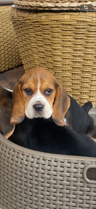 Beagle tricolir z rofowodem-wybitne!