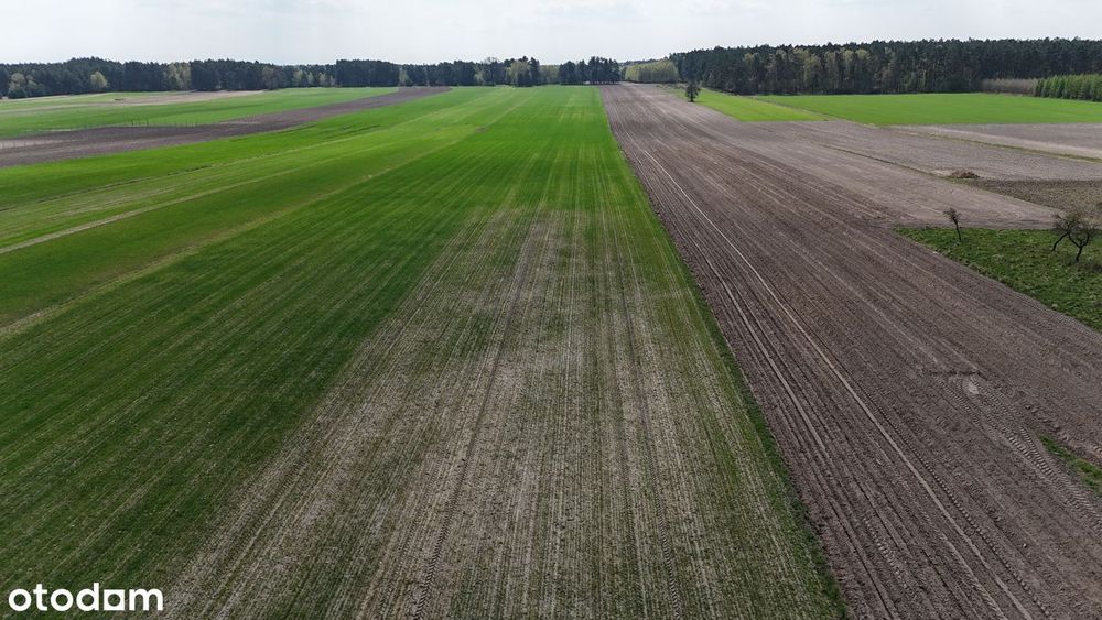 Na Sprzedaż | Działka Rolna | Gm. Osjaków