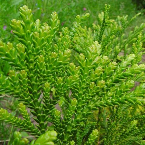 Туевик долотовидный