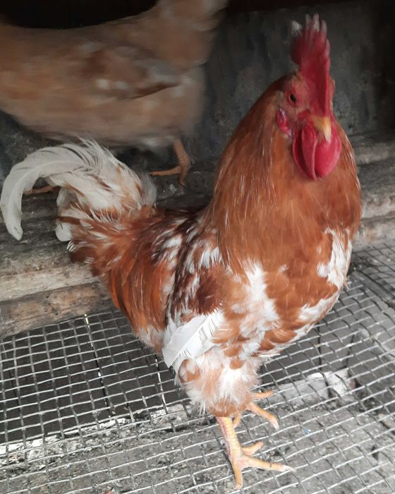 Міні-мʼясні кури яйце