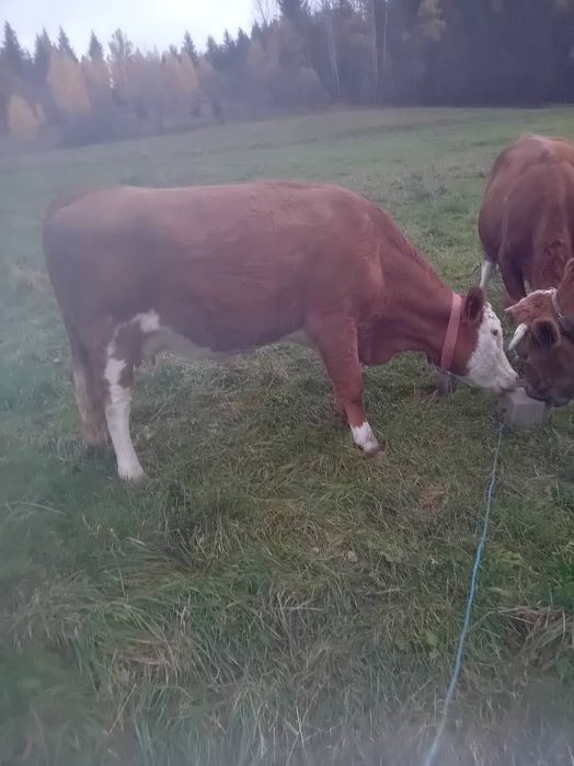 Sprzedam krowę cielna