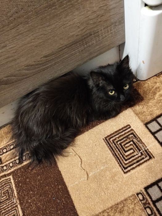 Віддам котика в гарні руки