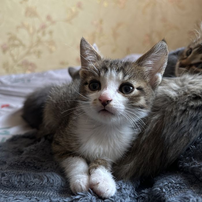 Безкоштовно віддам котиків