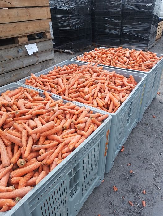 Marchew pietruszka odpadowa 40gr kgmożliwy transport.