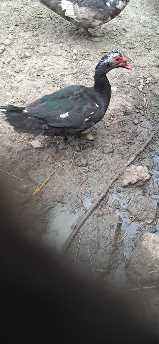 Sprzedam kaczora oraz króle