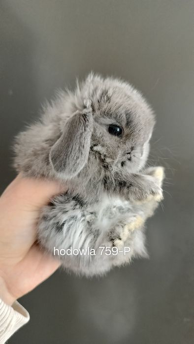 Mini lop króliki karzełek miniaturka baranek hodowla