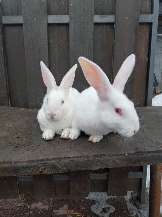 Кролики термонська біла молодняк
