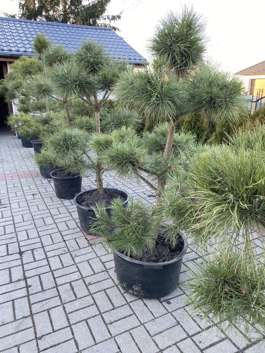 Tuja, tuje szmaragd (thuja, thuje szmaragd)