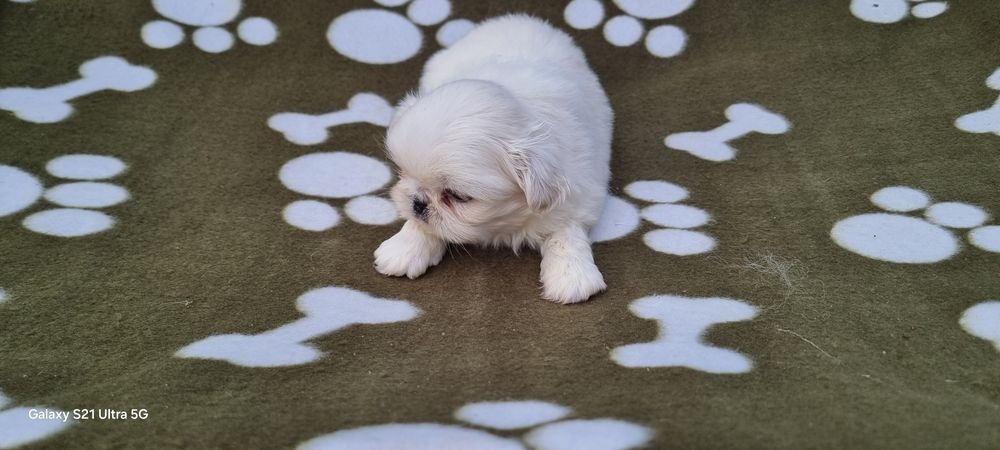 Pequinês macho branco