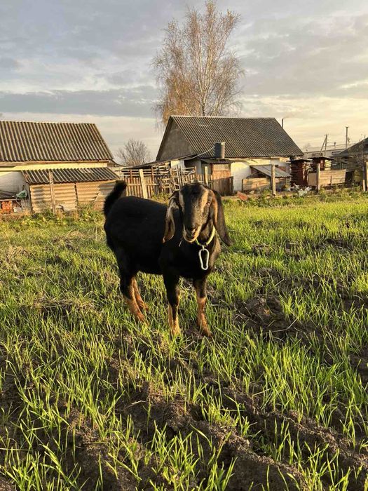 Срочно продаю козочку нубокоморі