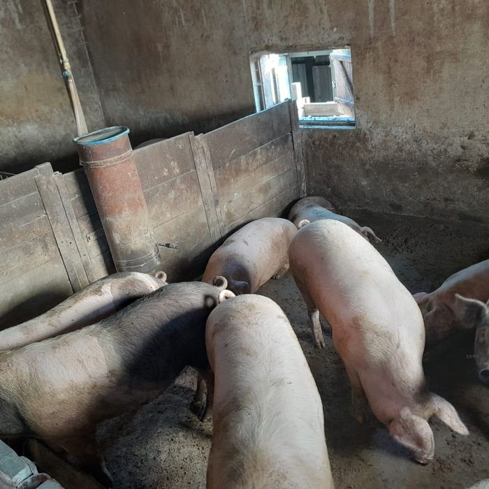 Продам свині великі м'ясні домашні.