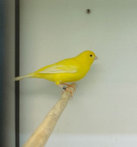 Canários Amarelos Intensos e Nevados