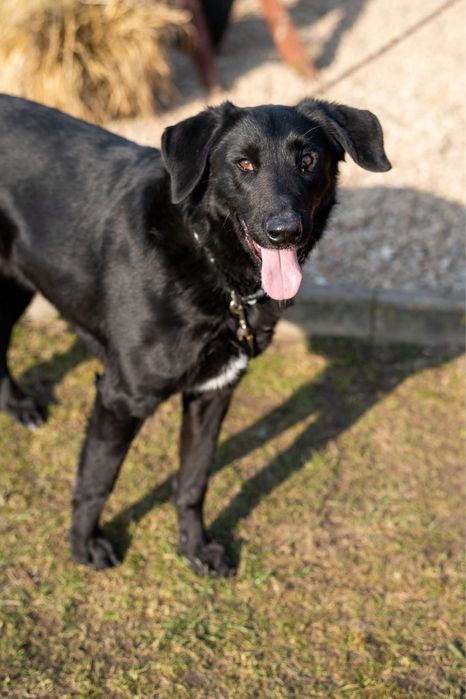Duster, młody pies w typie owczarek z majorki, flat retriver