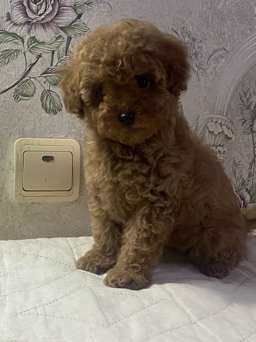 Мальчик той пудель ред