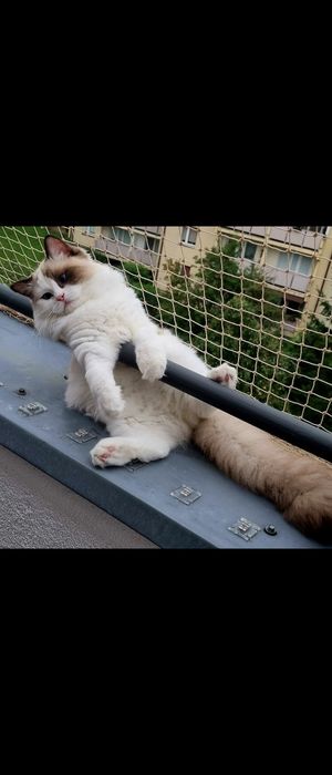 Siatka na balkon dla kota 7x2,50