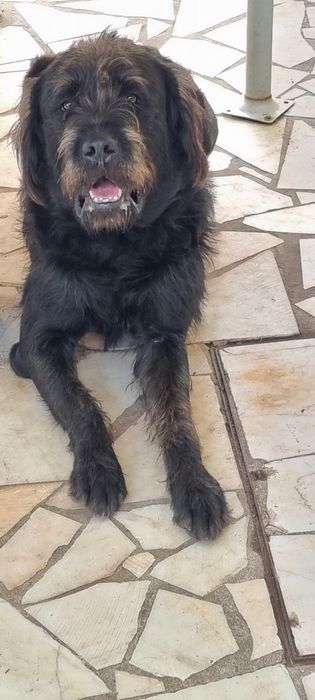 Cão  para doação.