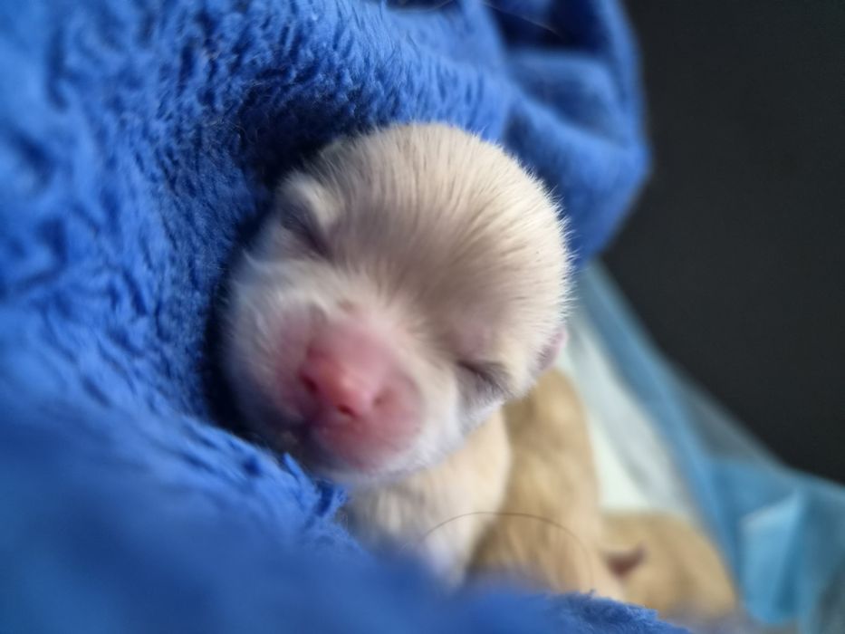 Xxs Pomeranian cream  Szpic miniaturowy,  cudowne maluszki