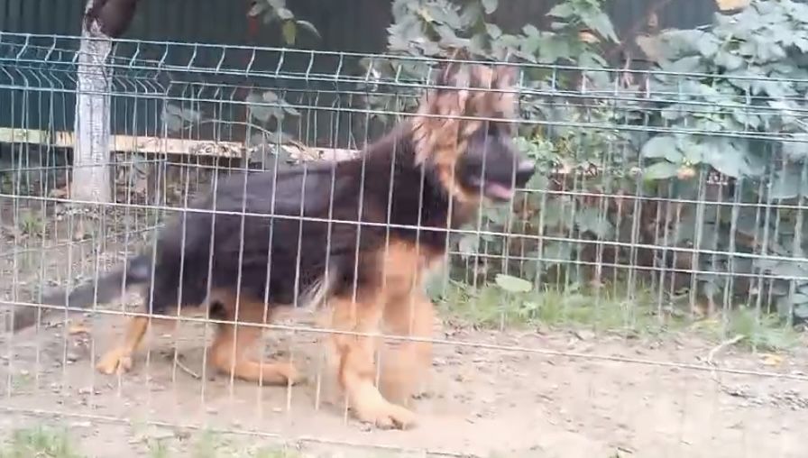 Німецька вівчарка