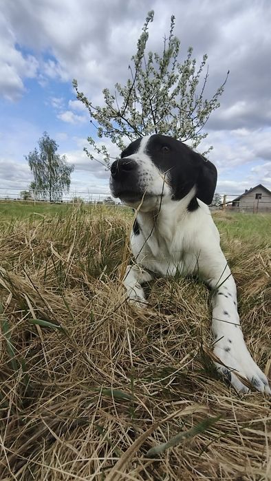 Szczeniak do adopcji - suczka