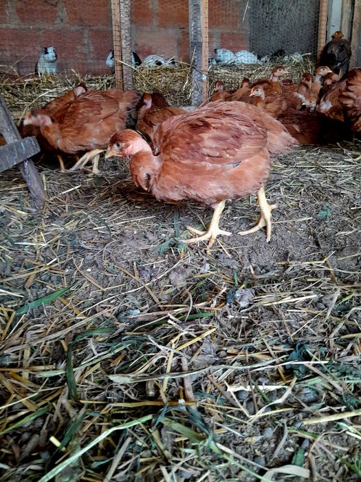 Frangas de poedeiras vermelhas