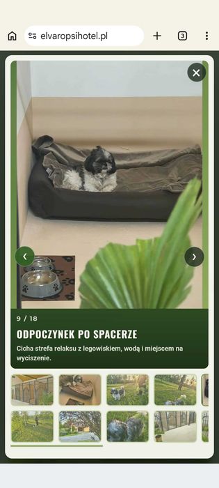 Hotel dla psów Zezulin