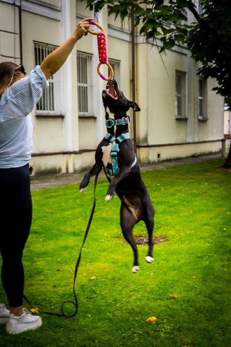 Suczka pitbull szuka domu , adopcja, staffik, amstaff