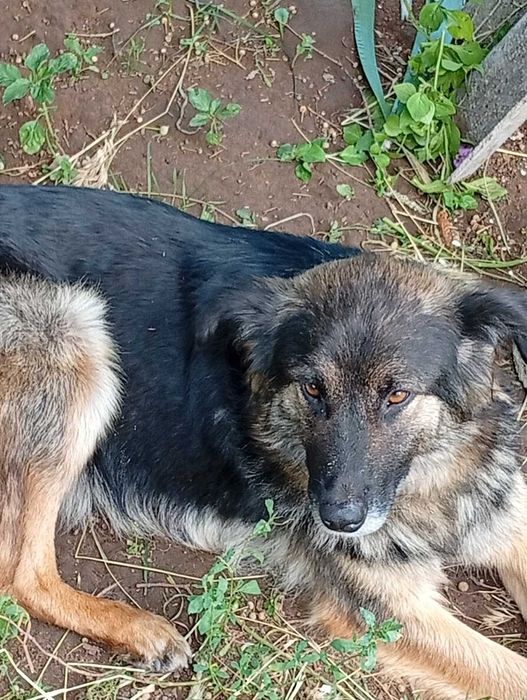 Дівчинка шукає люблячих батьків вік приблизно 2 роки