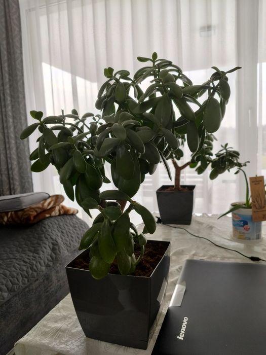 Grubosz drzewko szczęścia