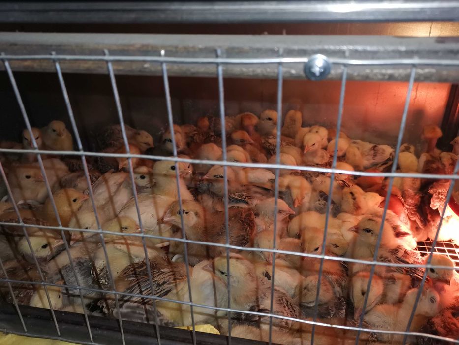 Бройлер кобб500. Цыпленок суточный