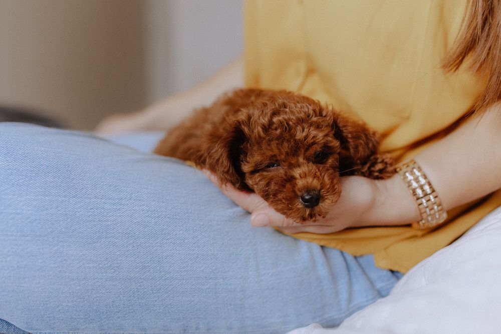 Poodle toy VIP red brown