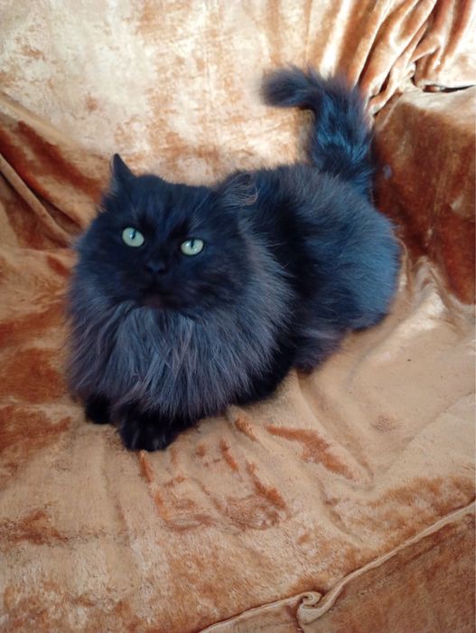 Кошенята шукають дім