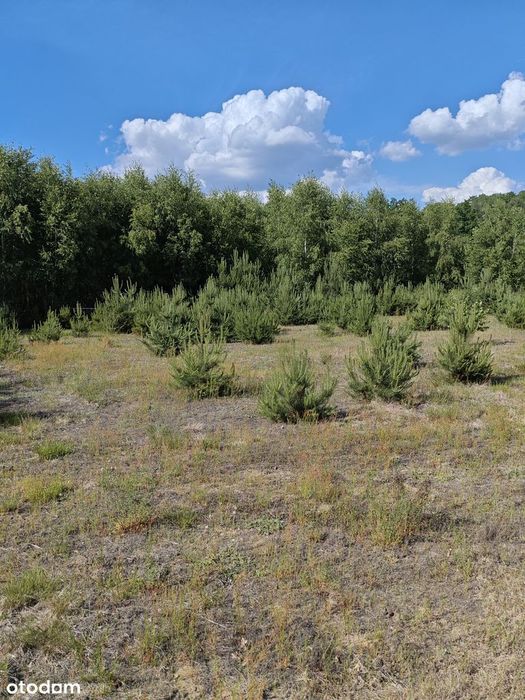 Działka budowlano- rekreacyjna Malanów powiat pabianicki - Więcej