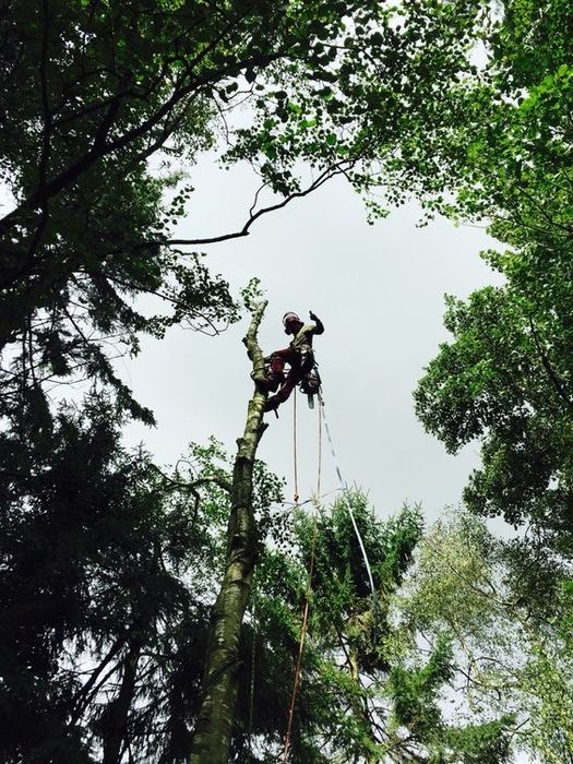 Валка та спилювання дерев у Борисполі