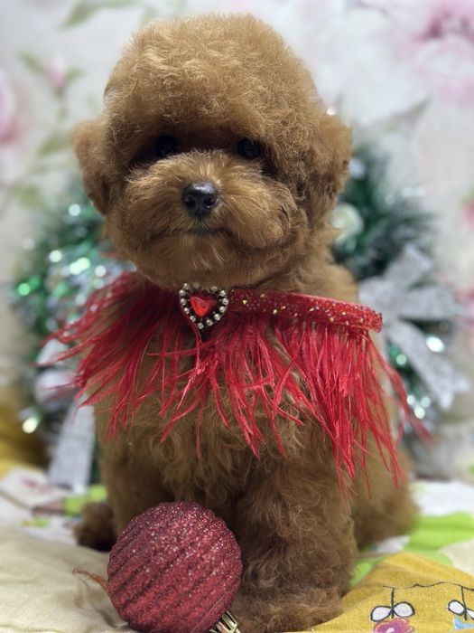 Той пуделек,девчушка