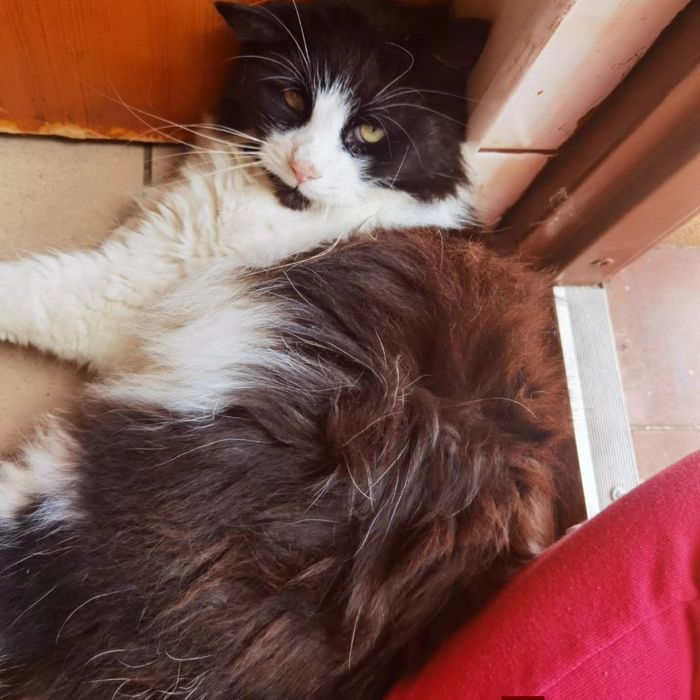 Adopcja dwóch kotów