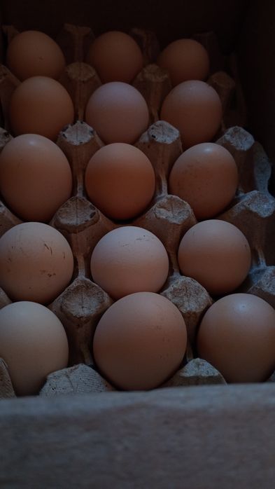 Інкубаційне яйце мініатюрних курей Бентамок