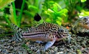 Kirys/Kirysek Julii - Piękny - 3 cm - Sklep Zoologiczny ALTUM