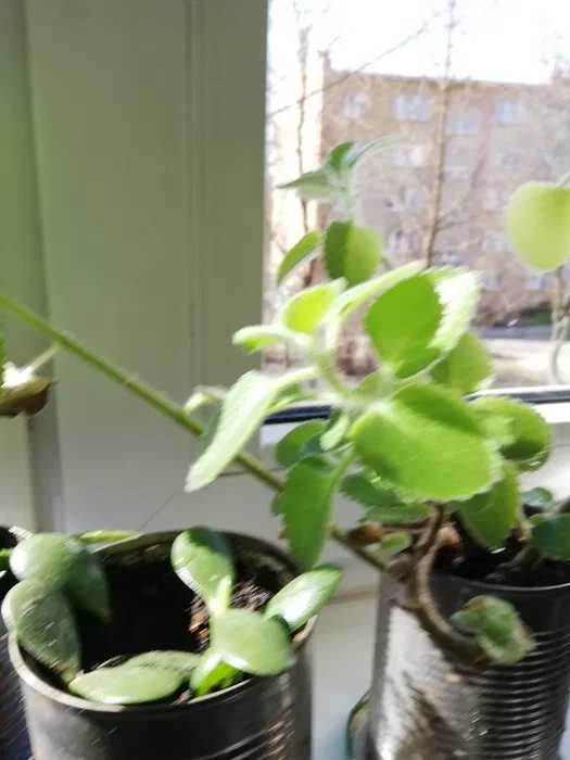 Kwiaty Doniczkowe- Mięta. Aloes. Drzewko. Szczęścia- grubosz zamiana