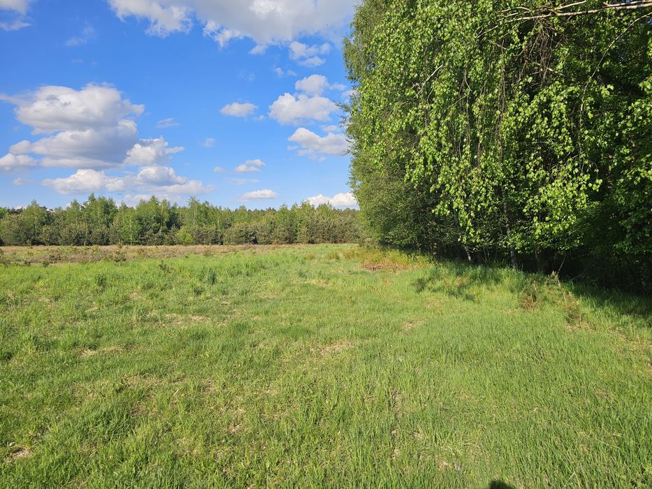 Działki budowlane w otulinie lasów